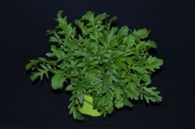 Rucola mehrjährig.jpg